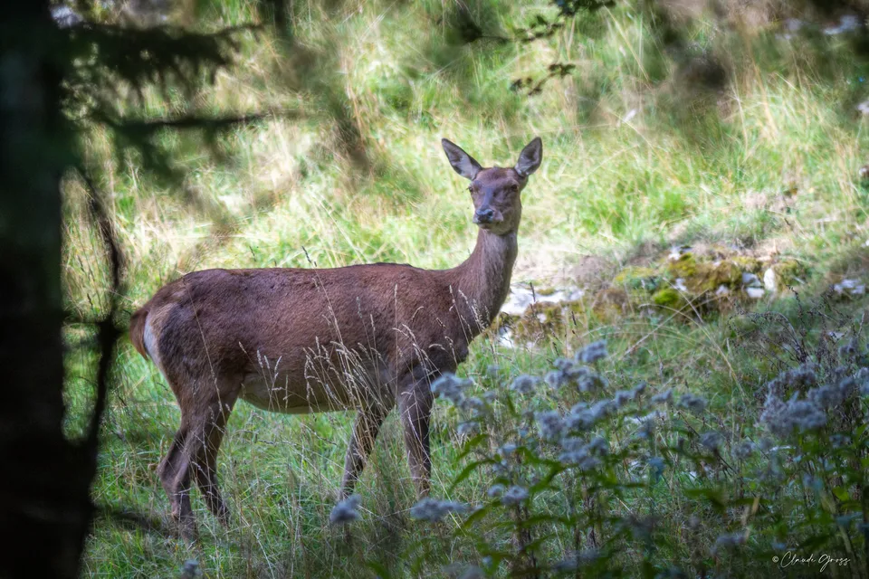 Cerf