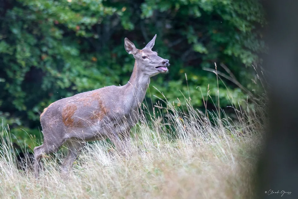 Cerf