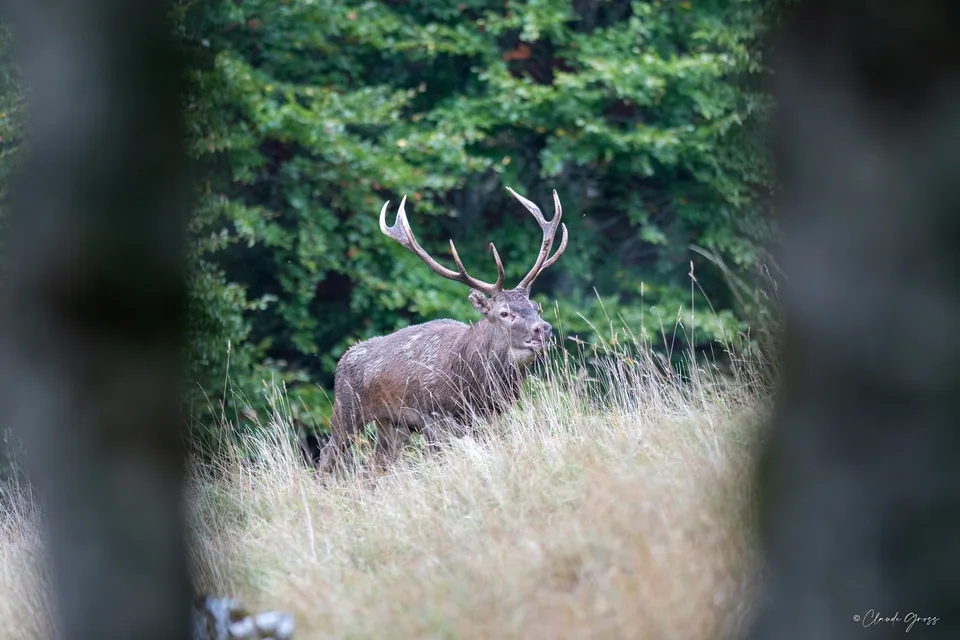 Cerf