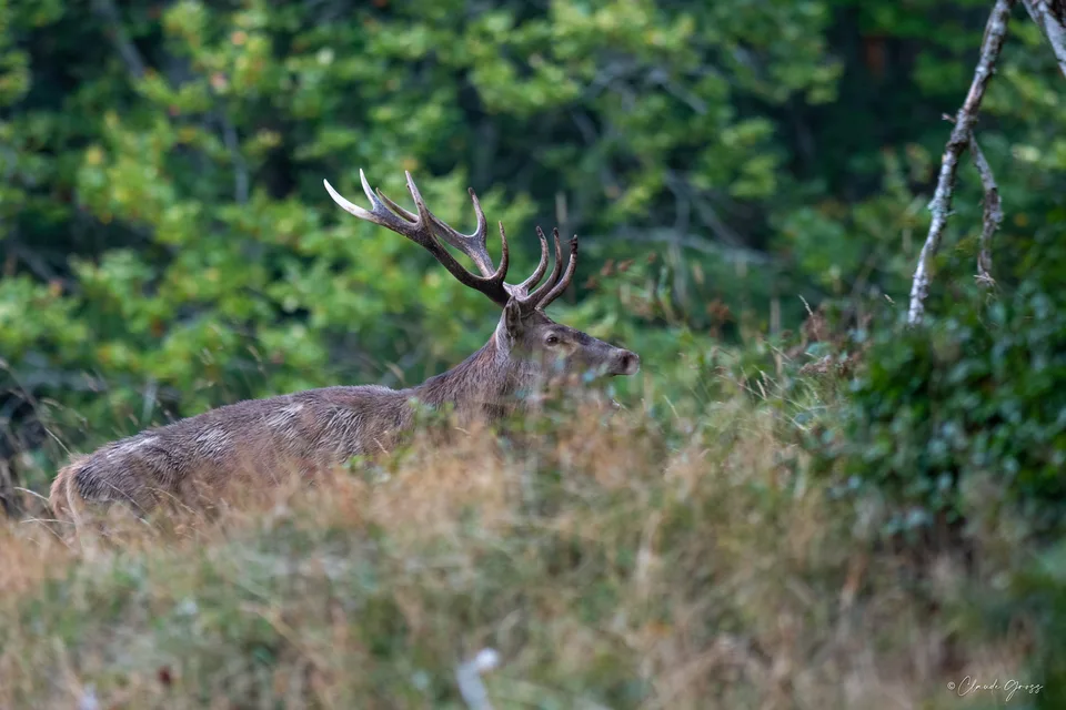 Cerf