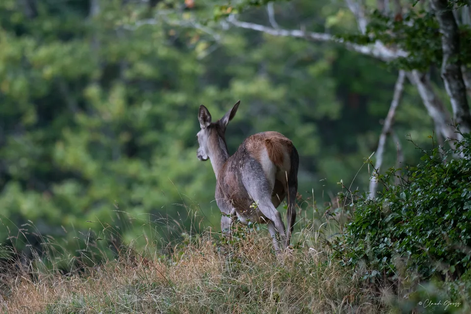 Cerf