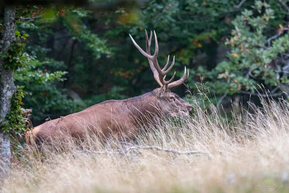 Cerf