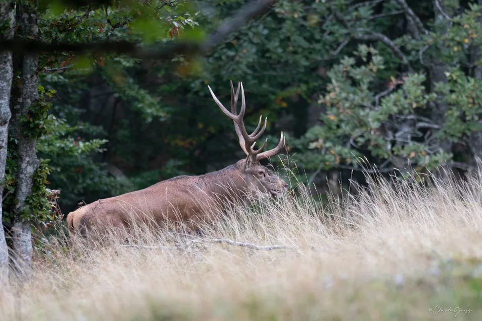 Cerf