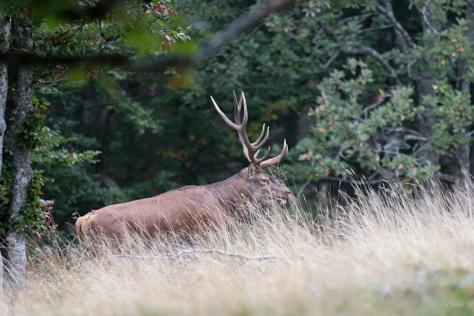 Cerf