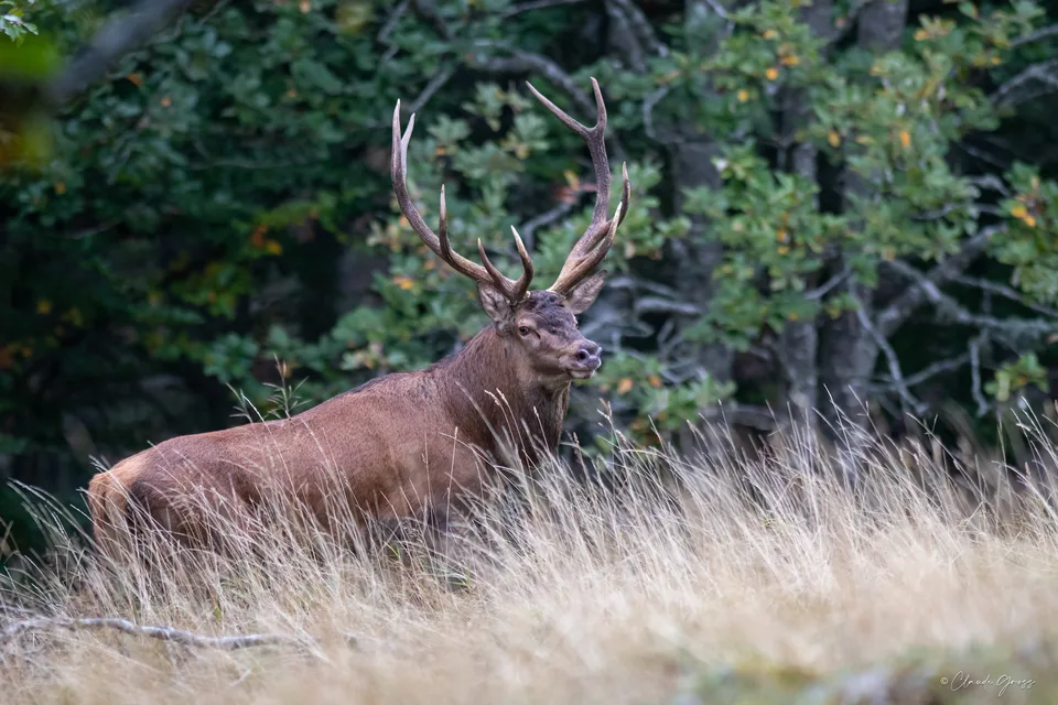Cerf