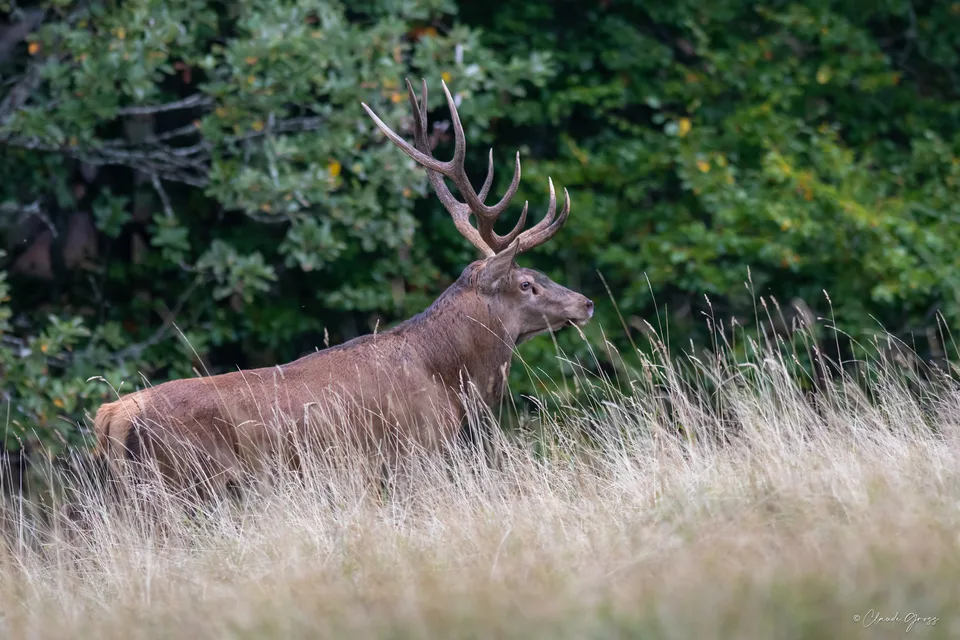 Cerf