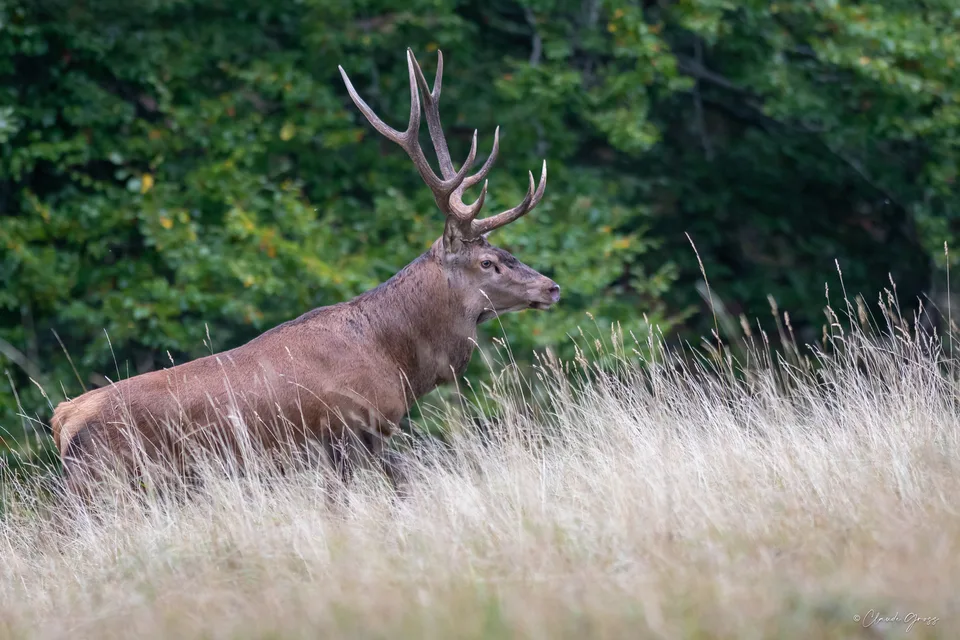 Cerf