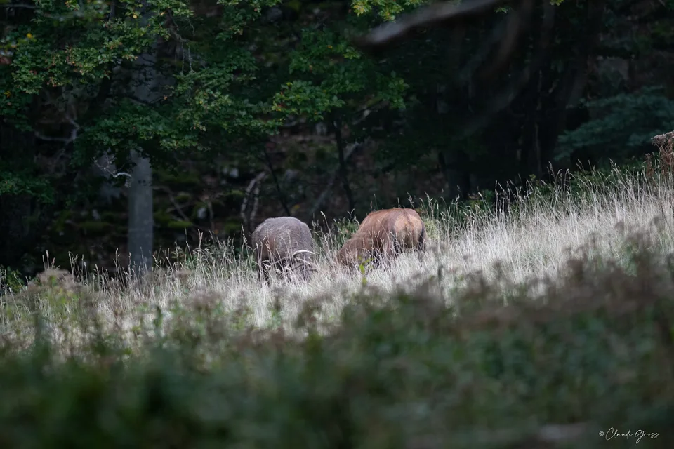 Cerf