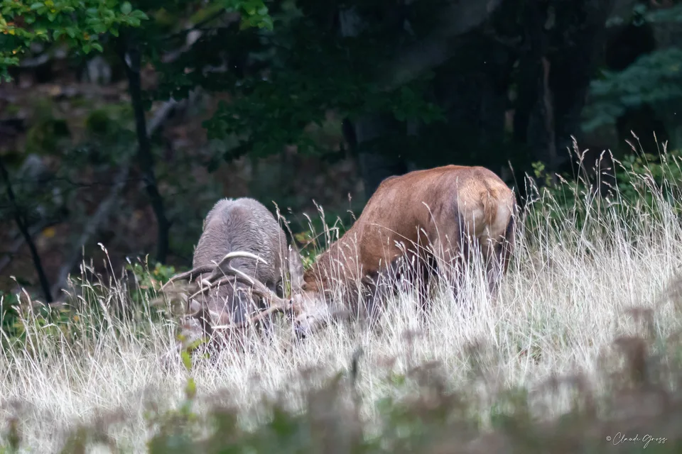 Cerf