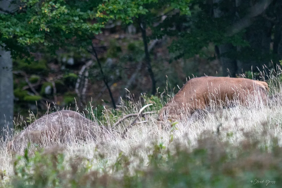 Cerf