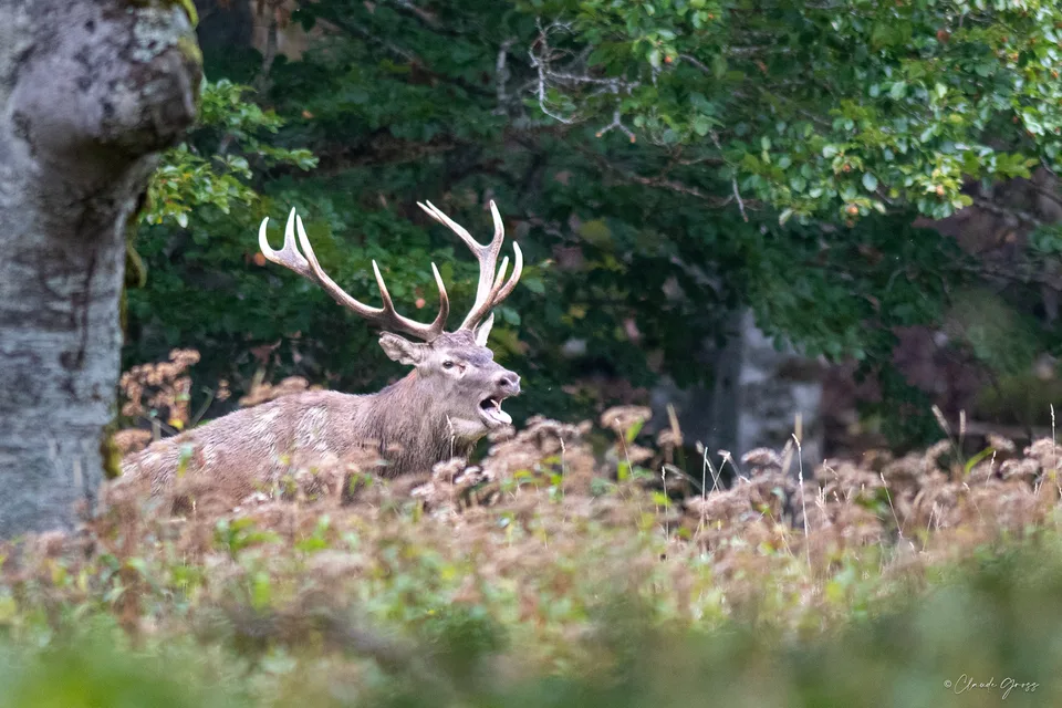 Cerf