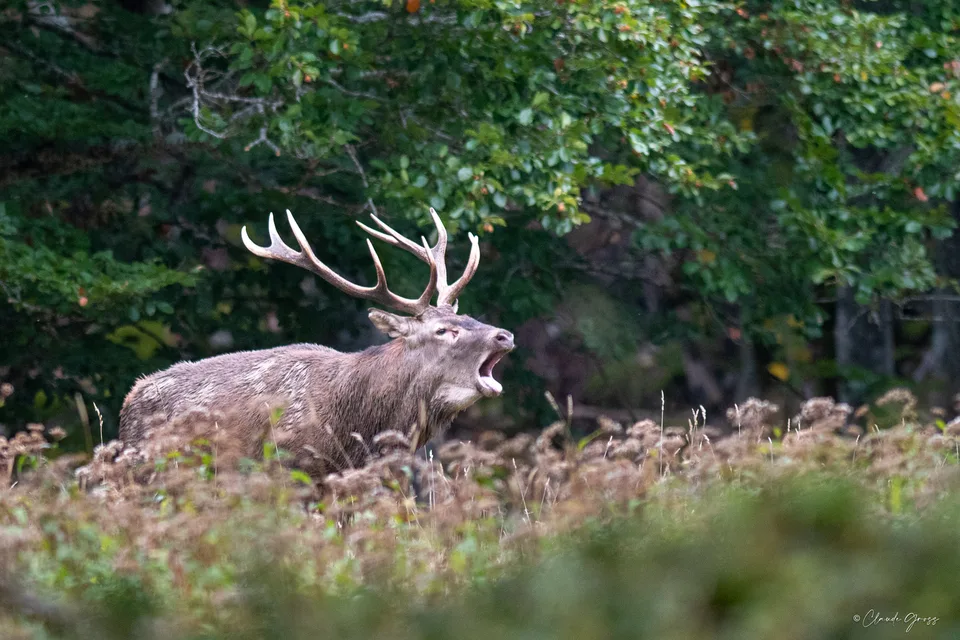 Cerf