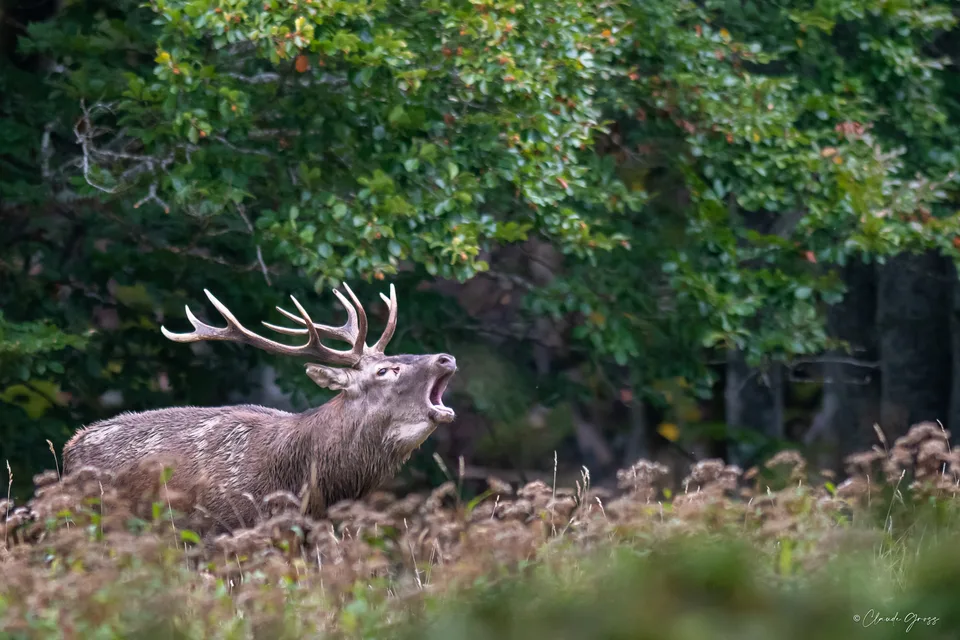 Cerf