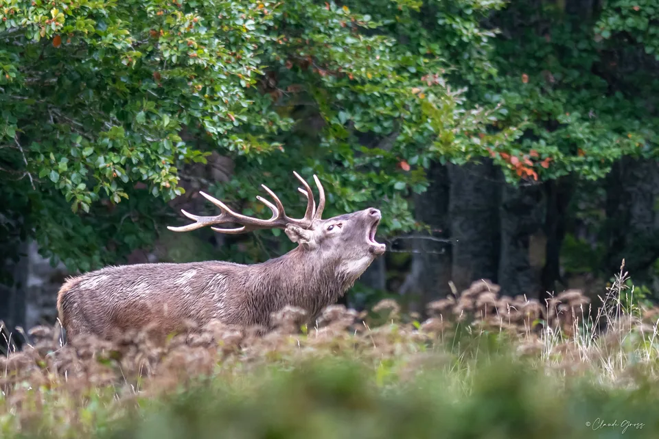 Cerf