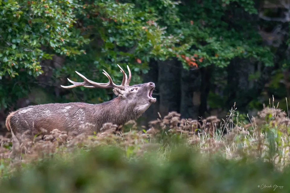 Cerf