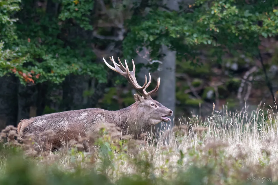 Cerf