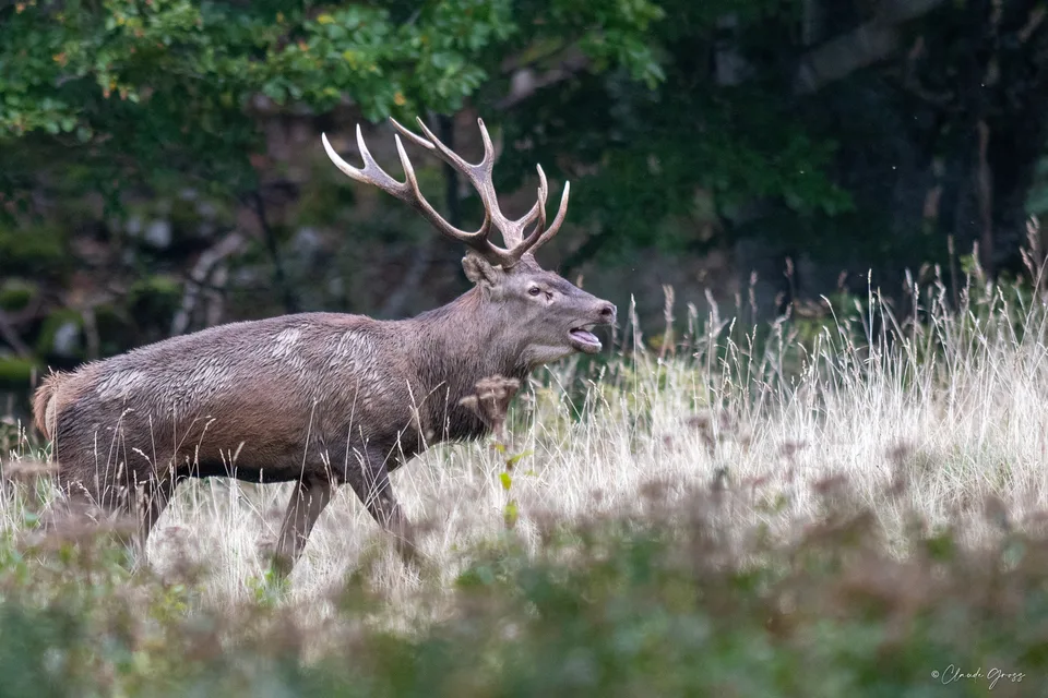 Cerf