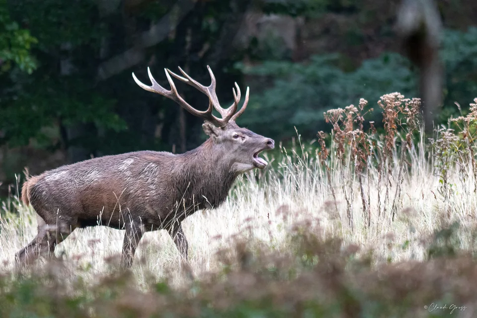 Cerf