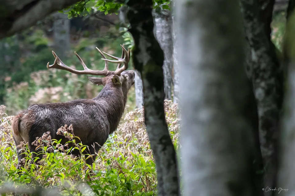 Cerf
