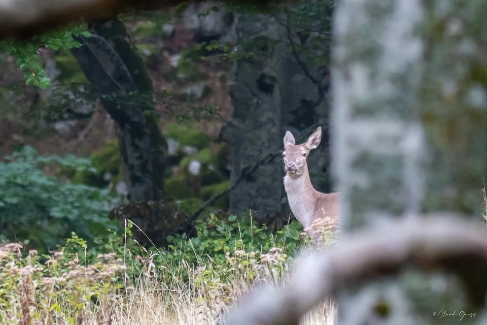 Cerf