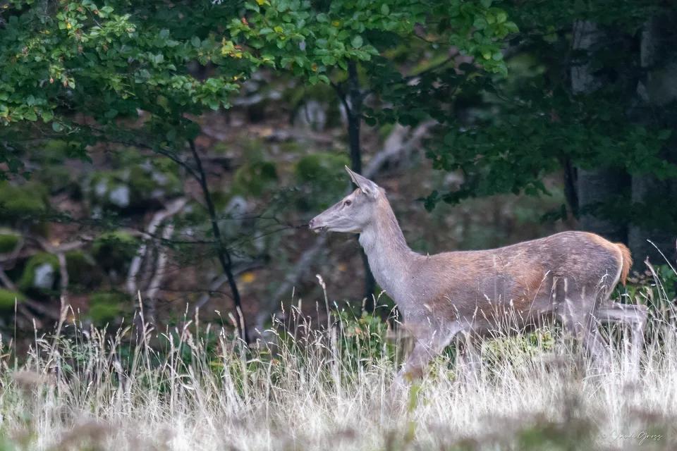 Cerf