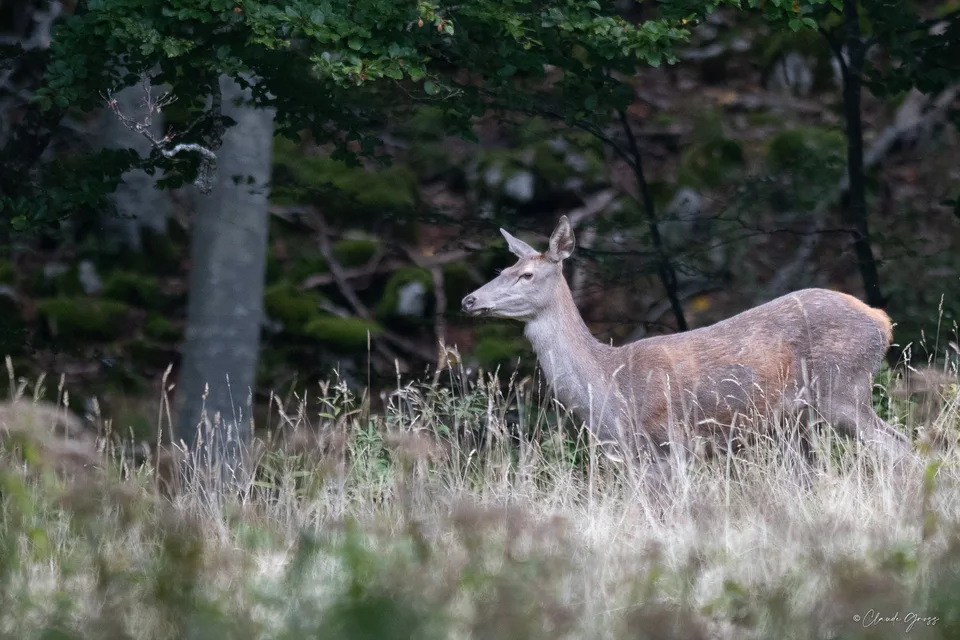 Cerf