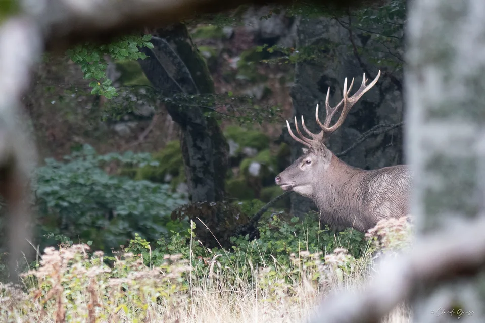 Cerf