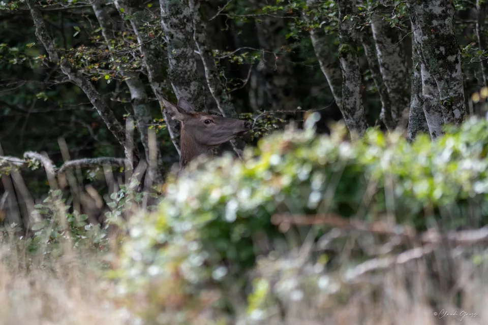 Cerf