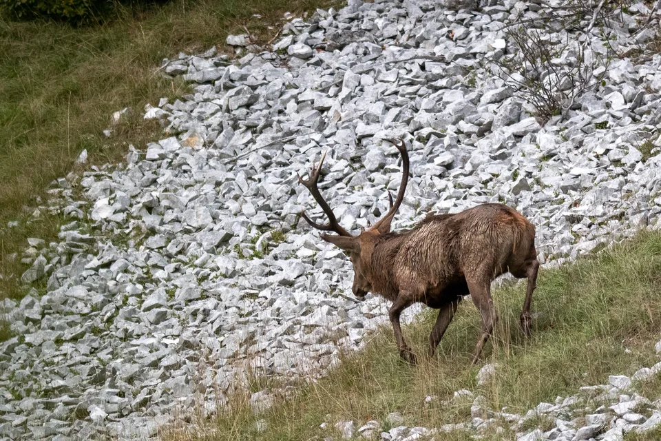 Cerf