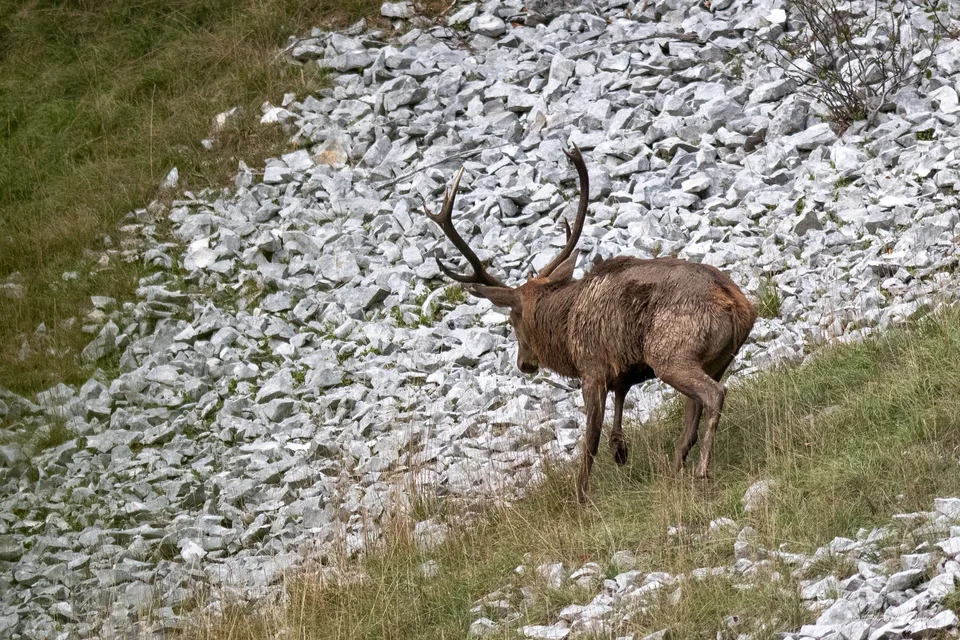 Cerf