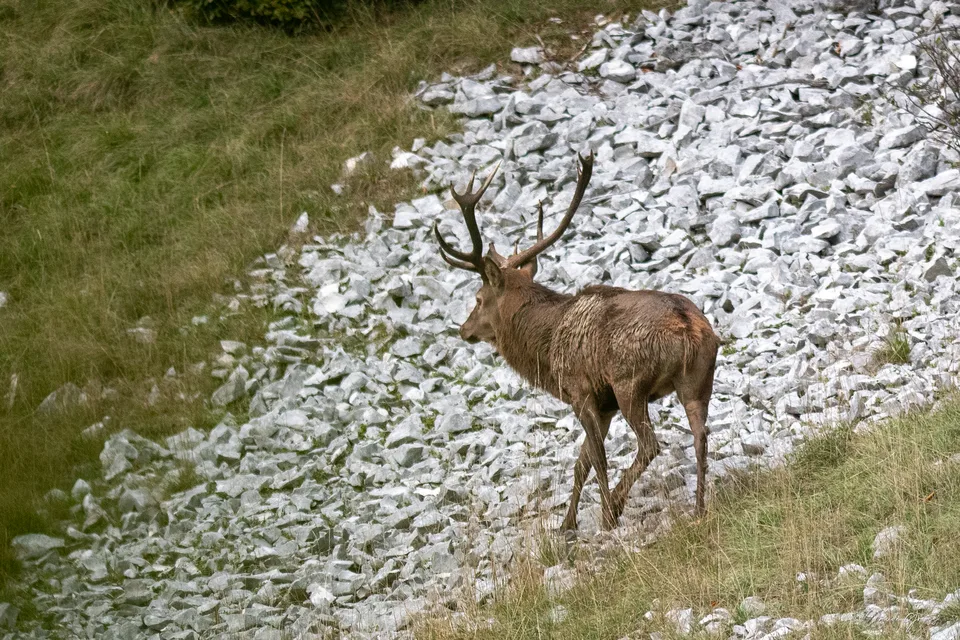 Cerf