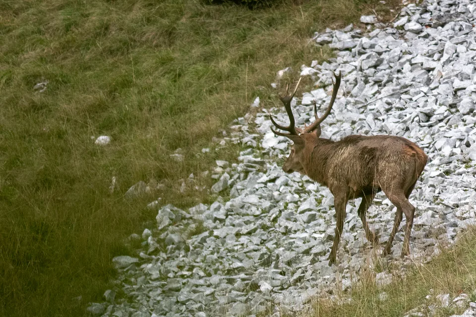 Cerf