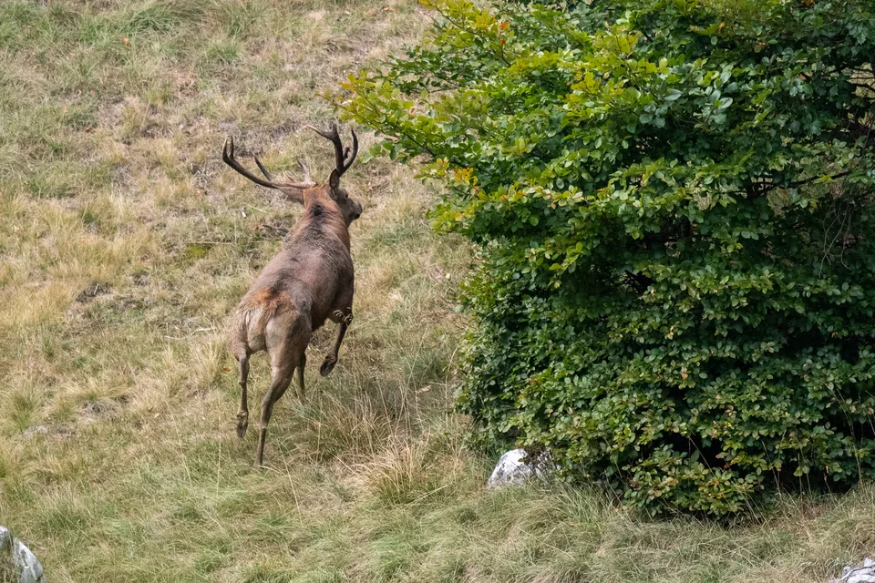 Cerf