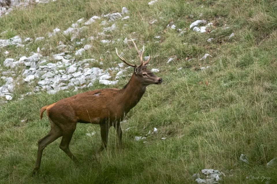 Cerf