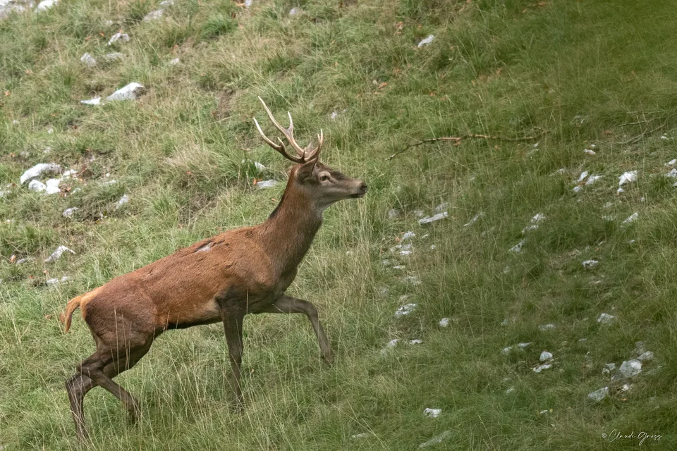 Cerf