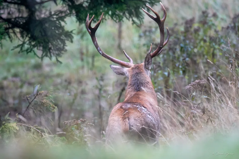 Cerf