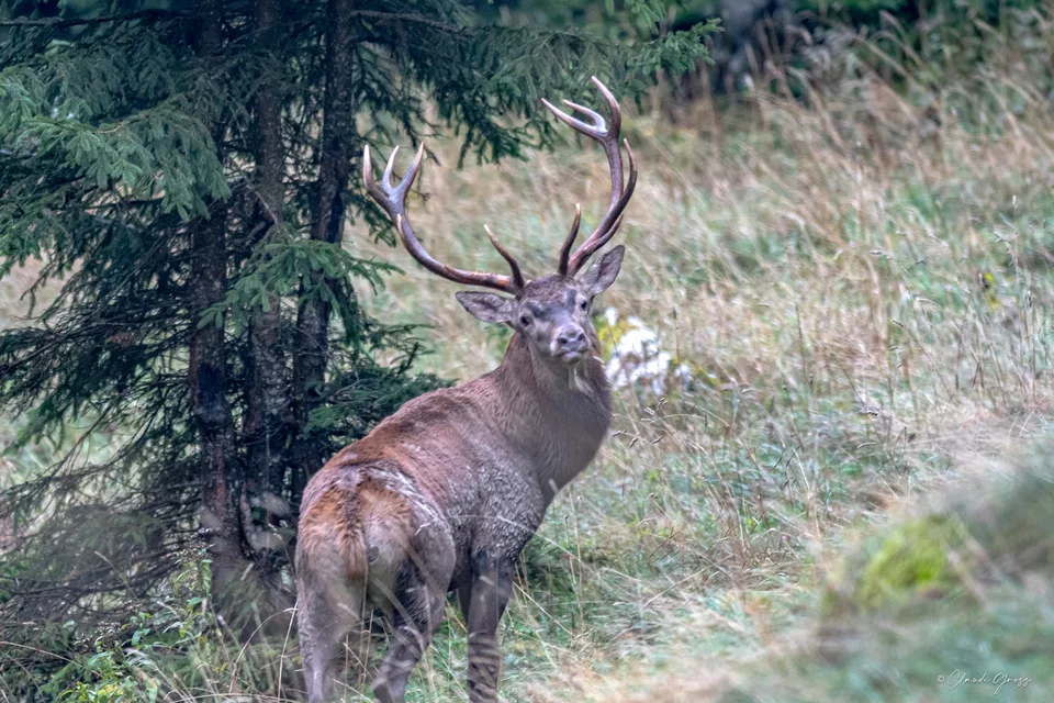 Cerf