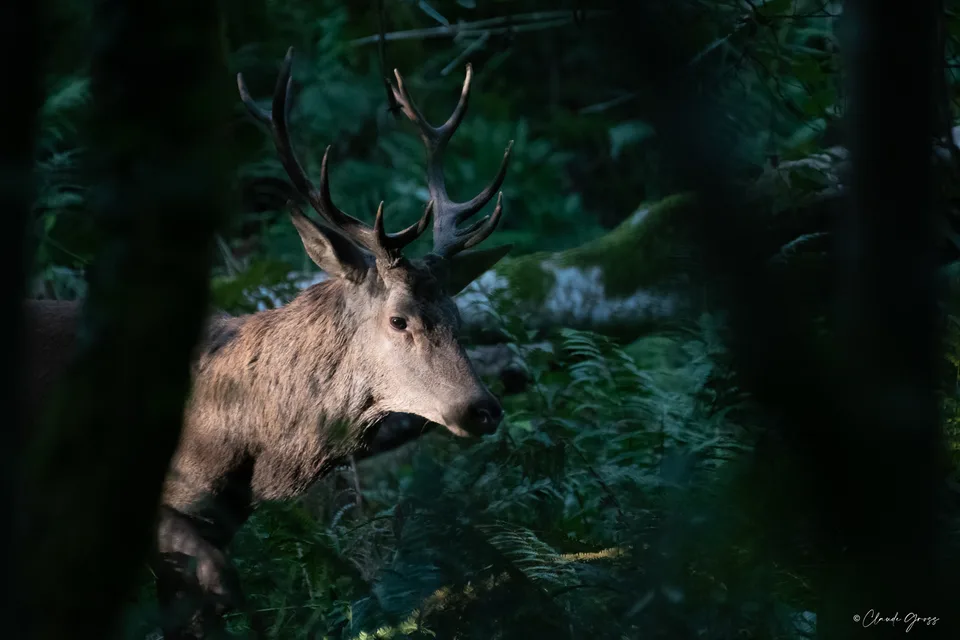 Cerf élaphe