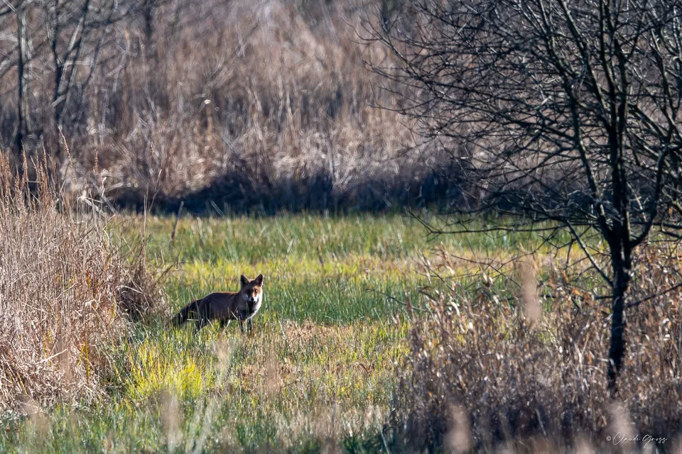 Renard roux