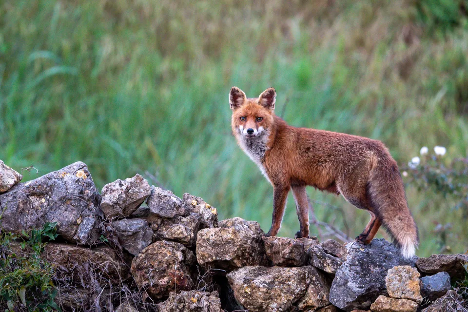 Renard roux