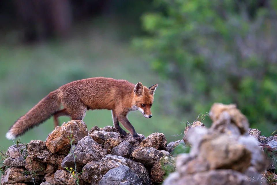 Renard roux