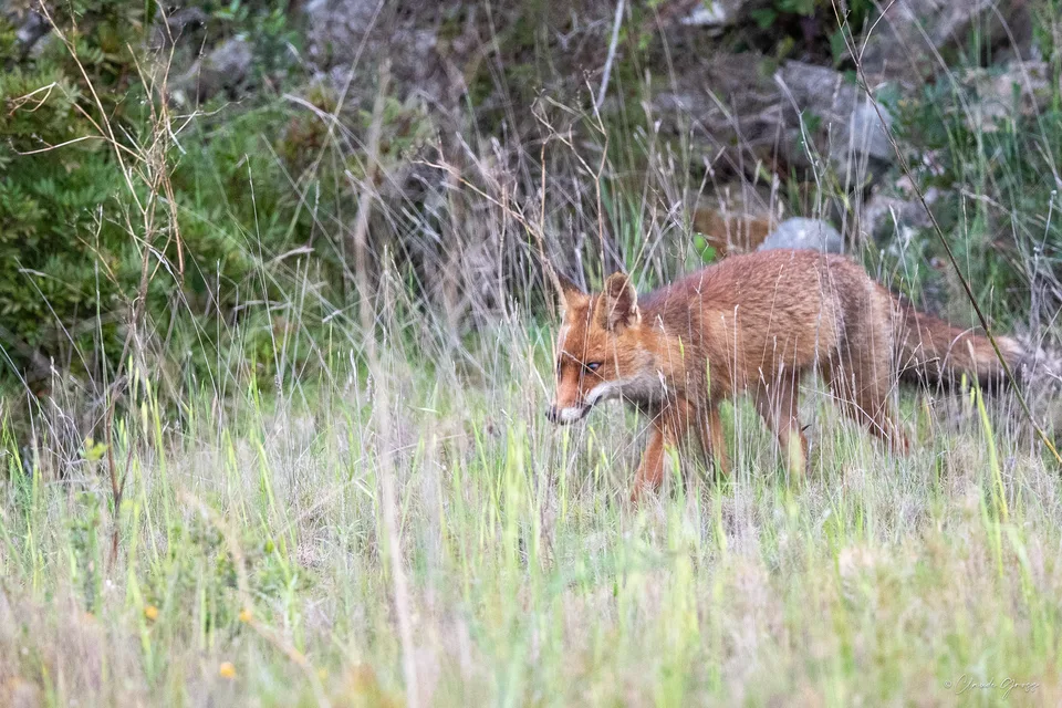 Renard roux