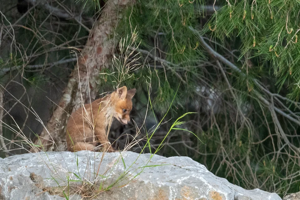 Renard roux
