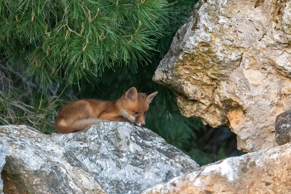 Renard roux