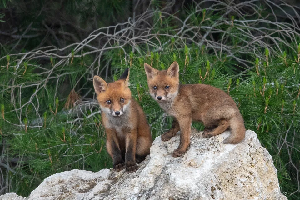Renard roux