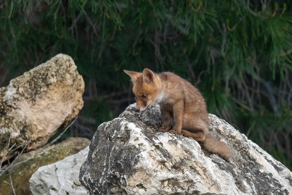 Renard roux