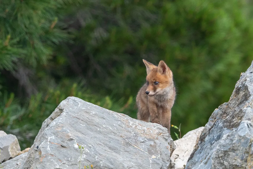 Renard roux