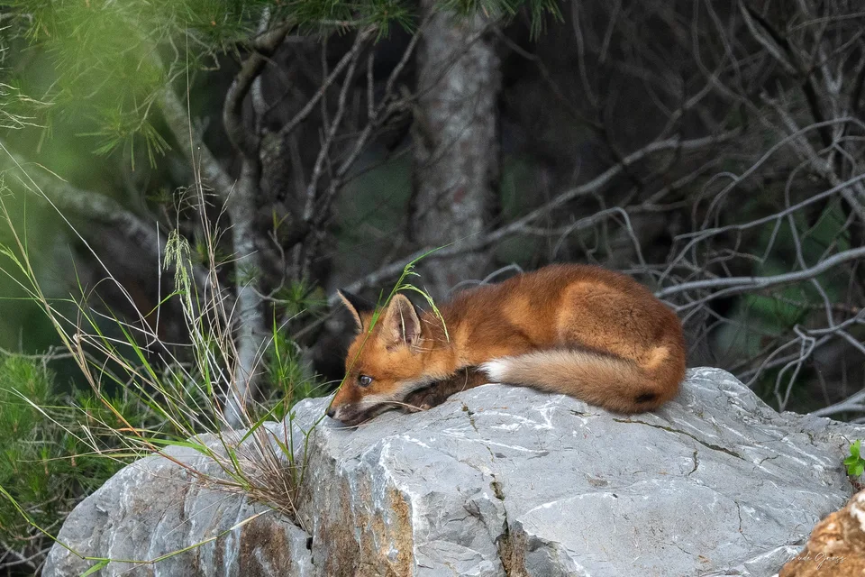 Renard roux