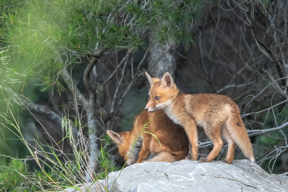Renard roux