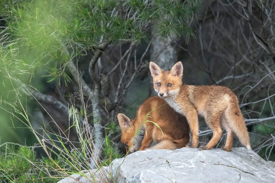 Renard roux
